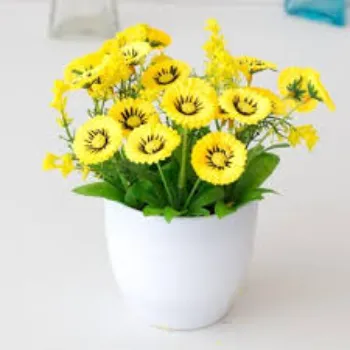  Attractive Gerbera Daisy Plant
